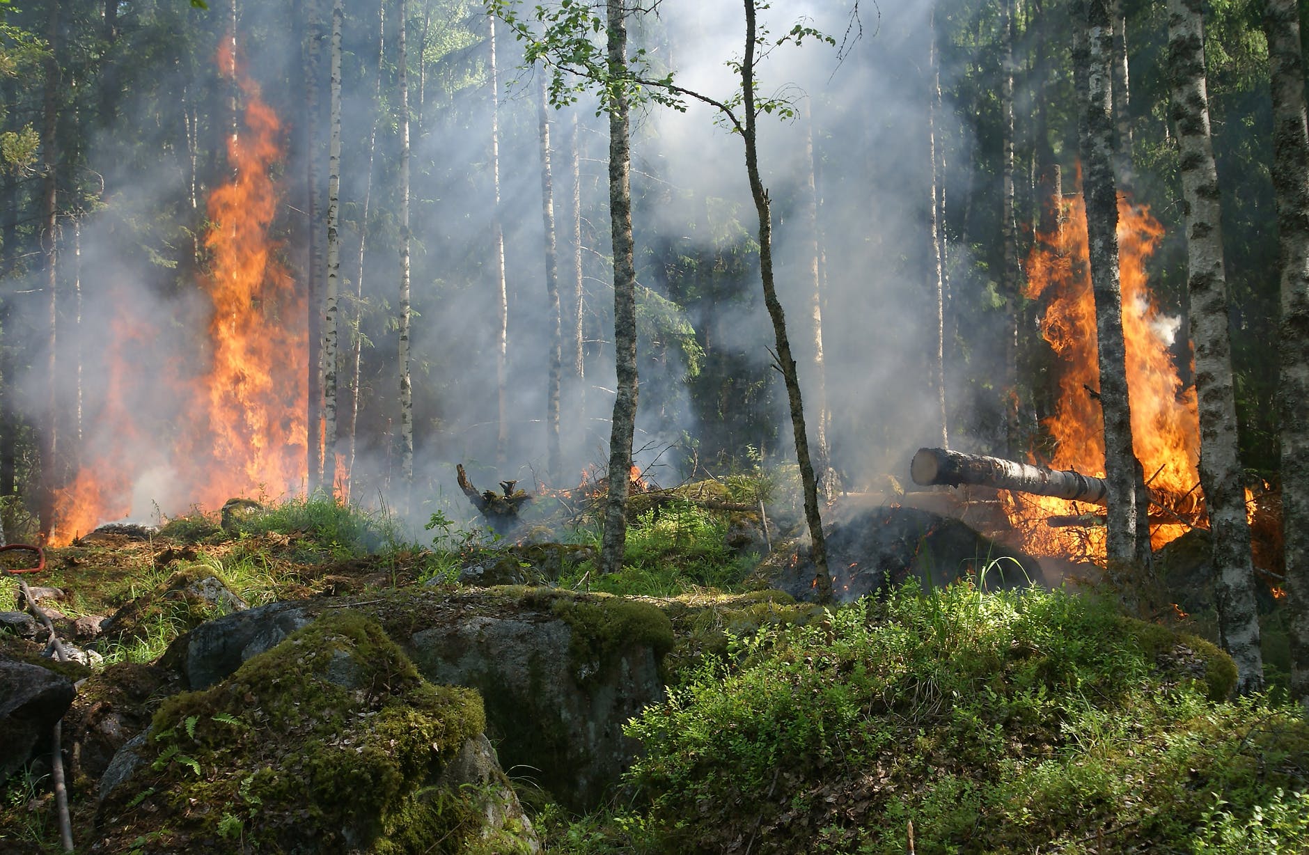 Forest on fire in California  Photo by Pixabay on Pexels.com